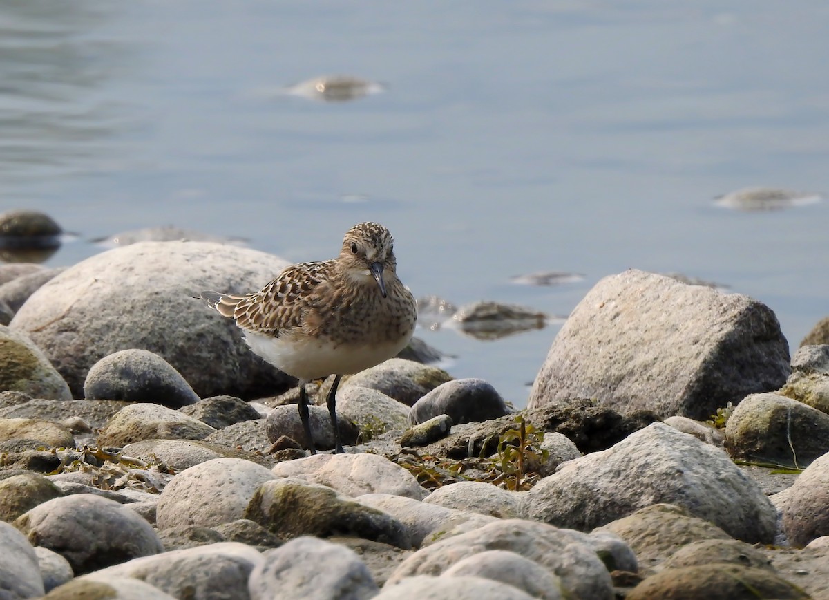 Baird's Sandpiper - ML641540606