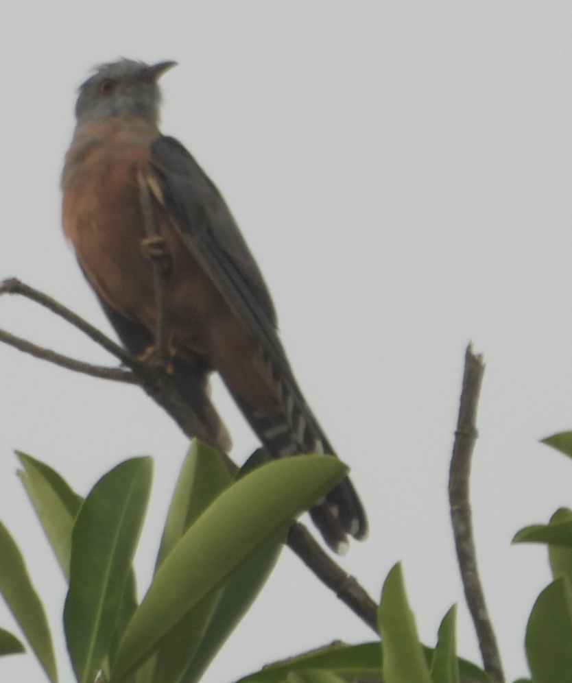 Plaintive Cuckoo - ML641540613