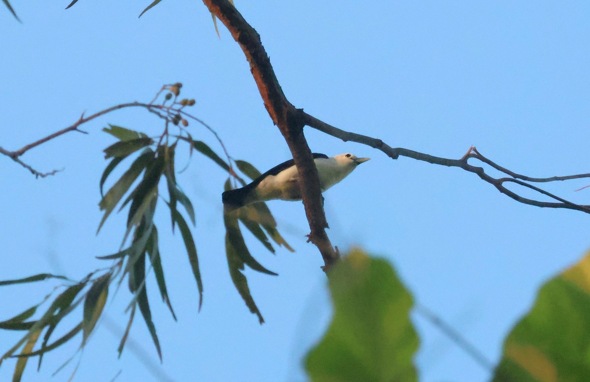 White-headed Vanga - ML641540617