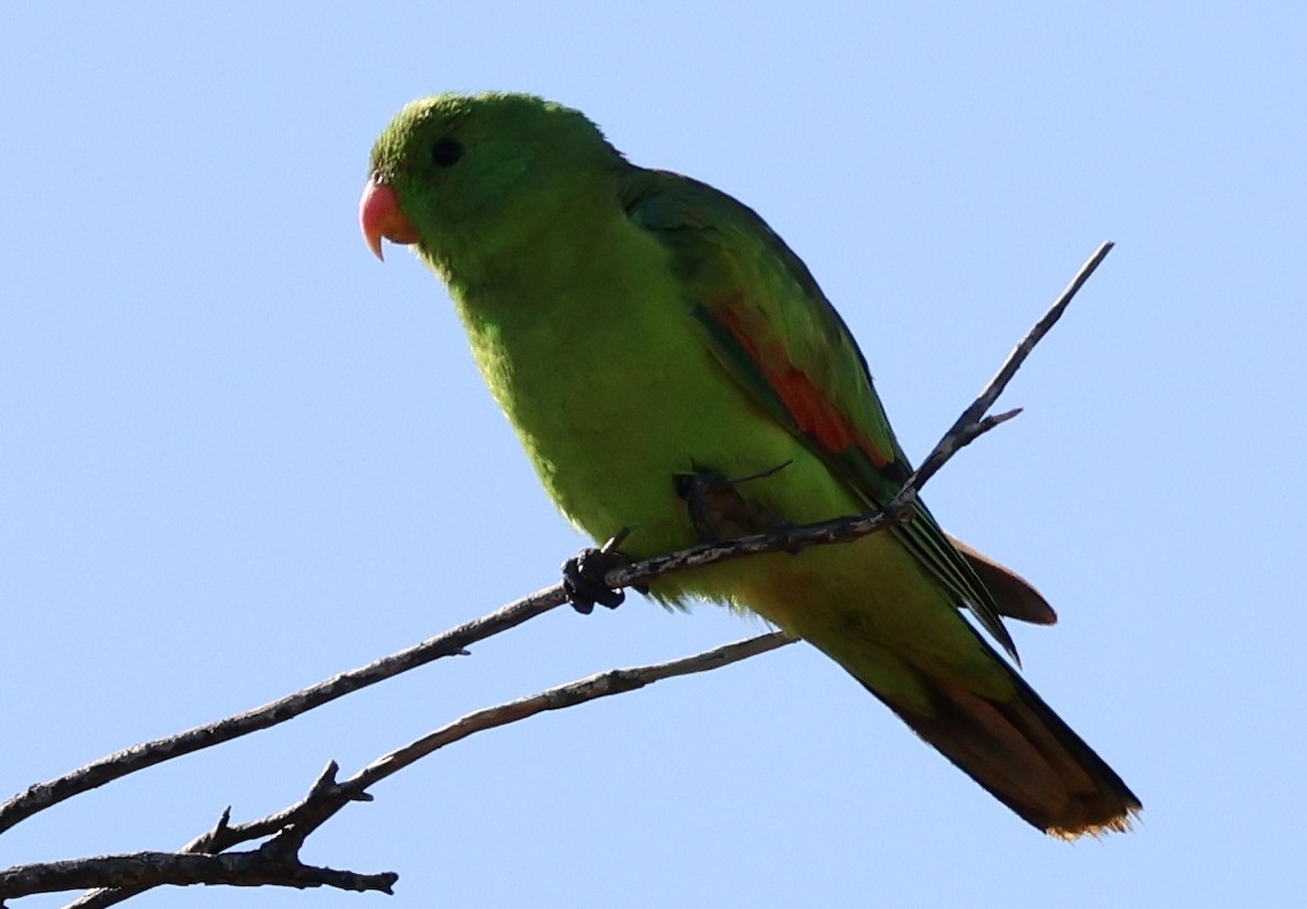 ハゴロモインコ - ML641540618