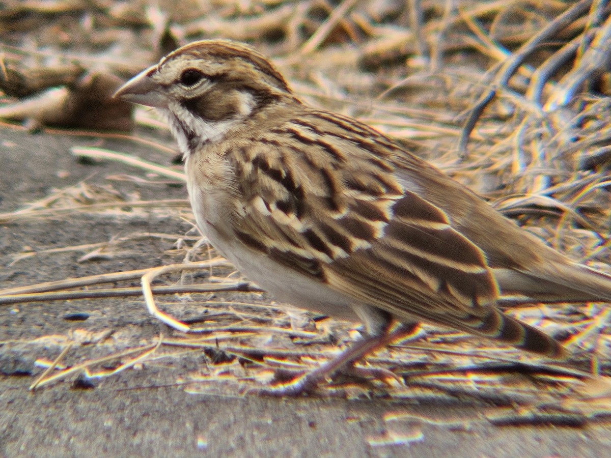 Lark Sparrow - ML641540620