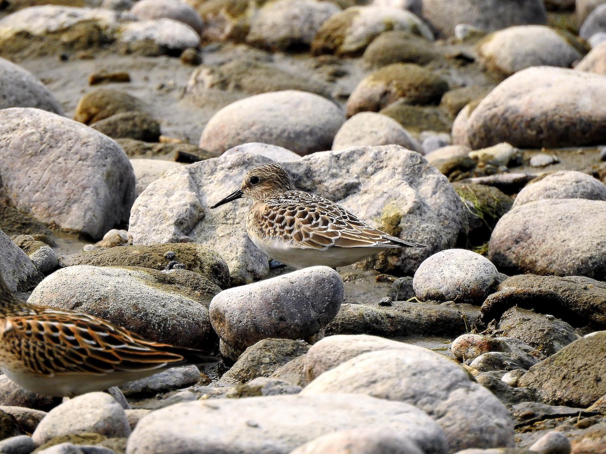 Baird's Sandpiper - ML641540635