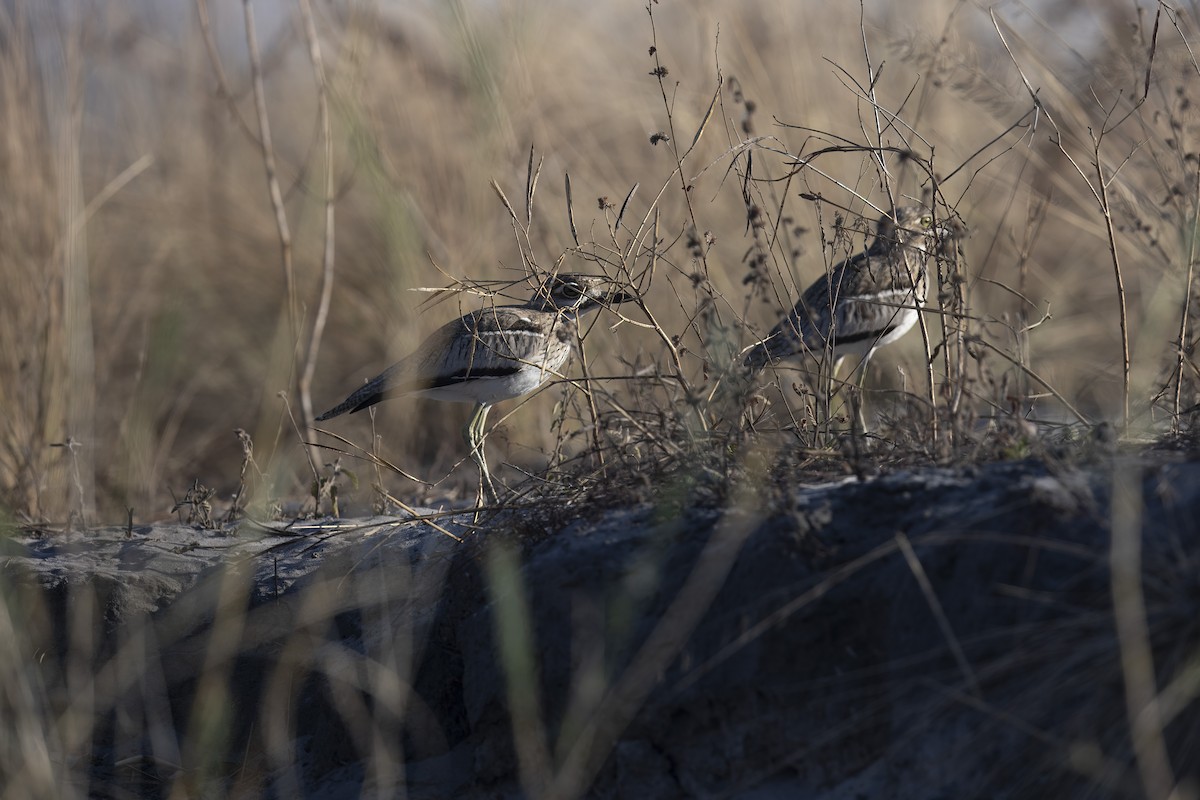 Water Thick-knee - ML641540663