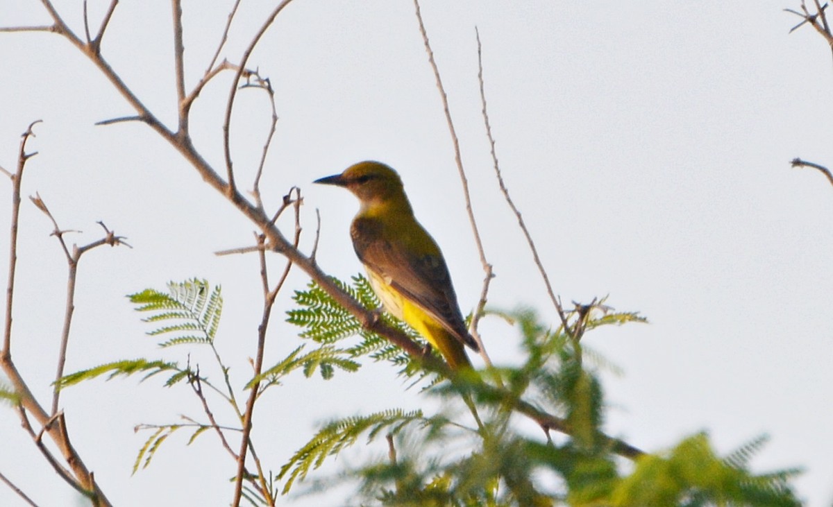 Eurasian Golden Oriole - ML641540678