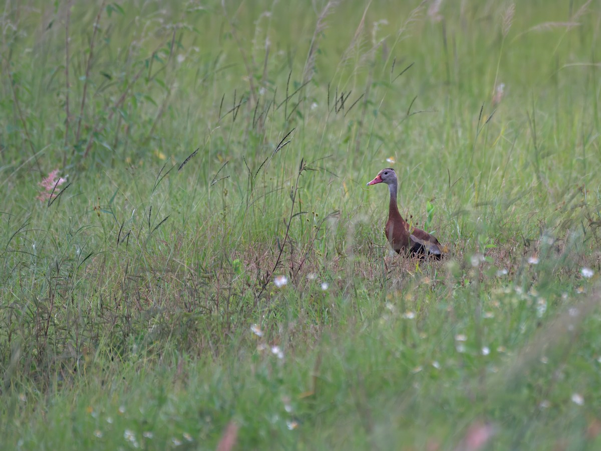 Black-bellied Whistling-Duck - ML641540679