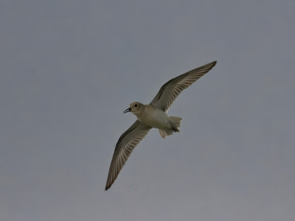 Least Sandpiper - ML641540684