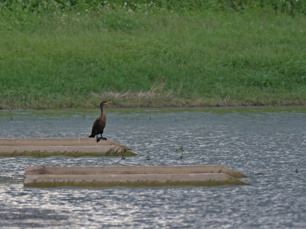 Double-crested Cormorant - ML641540687