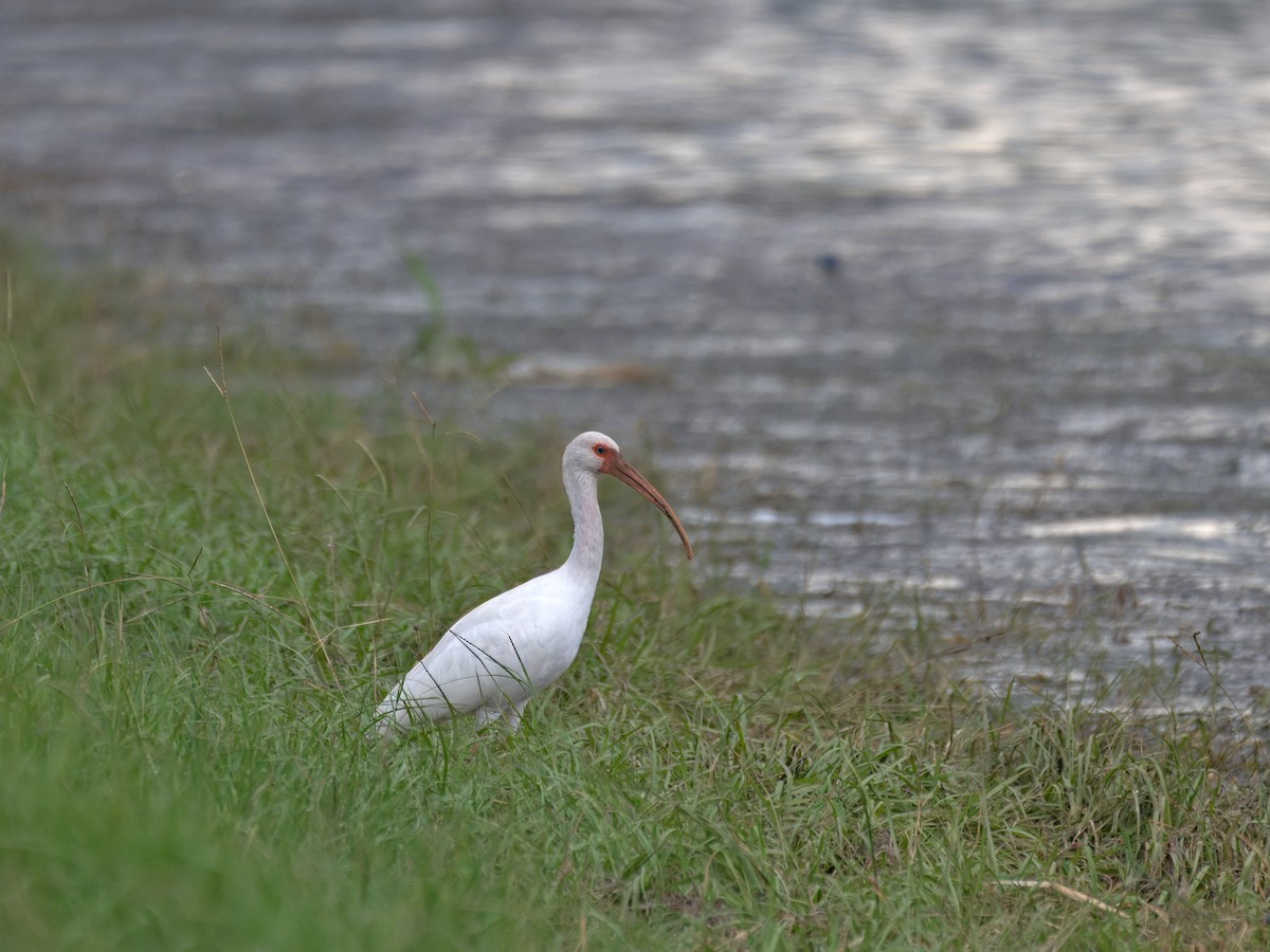 White Ibis - ML641540691
