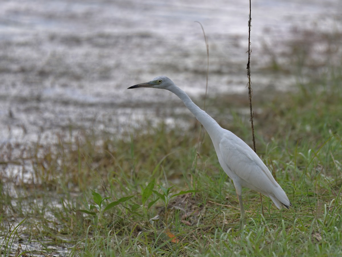 Little Blue Heron - ML641540693