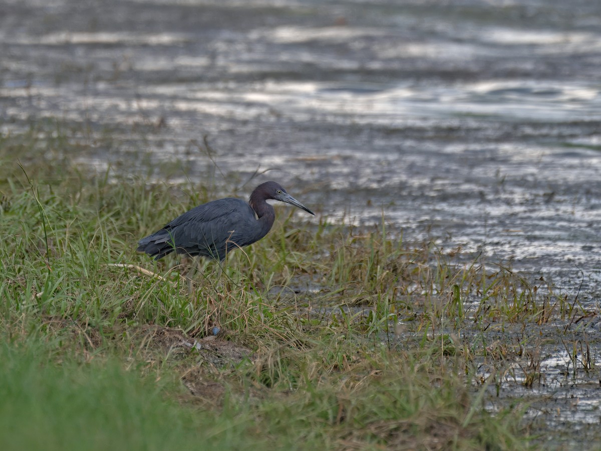 Little Blue Heron - ML641540698