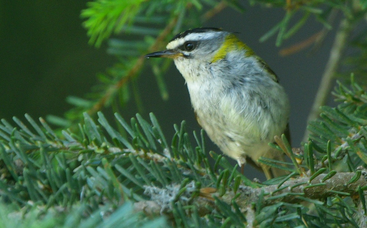 Common Firecrest - ML641540699