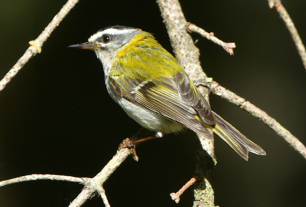 Common Firecrest - ML641540700