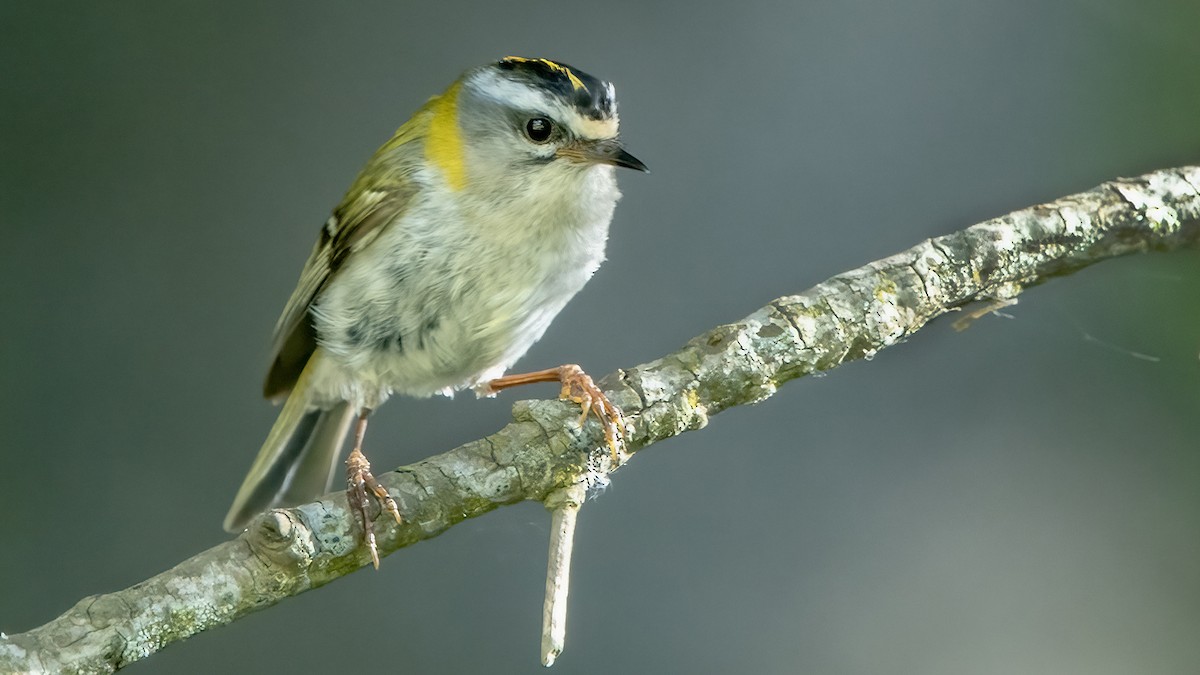 Common Firecrest - ML641540703
