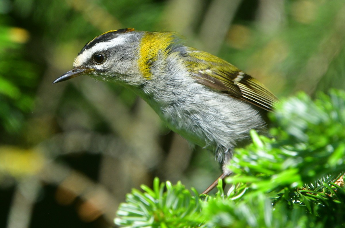 Common Firecrest - ML641540704