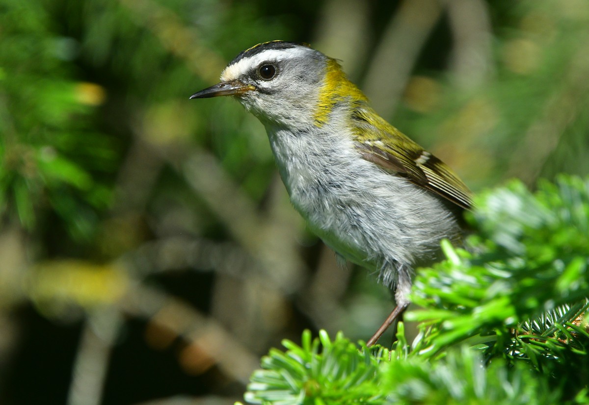 Common Firecrest - ML641540705
