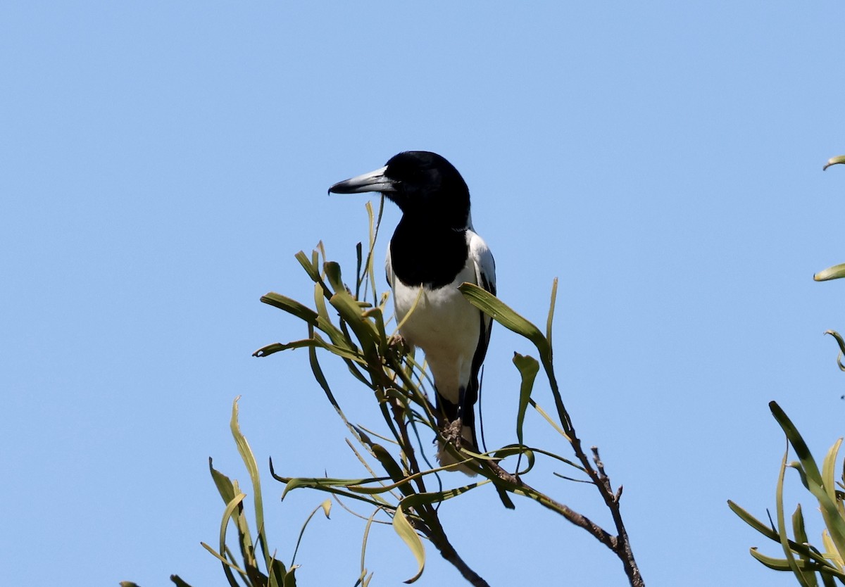 Pied Butcherbird - ML641540719