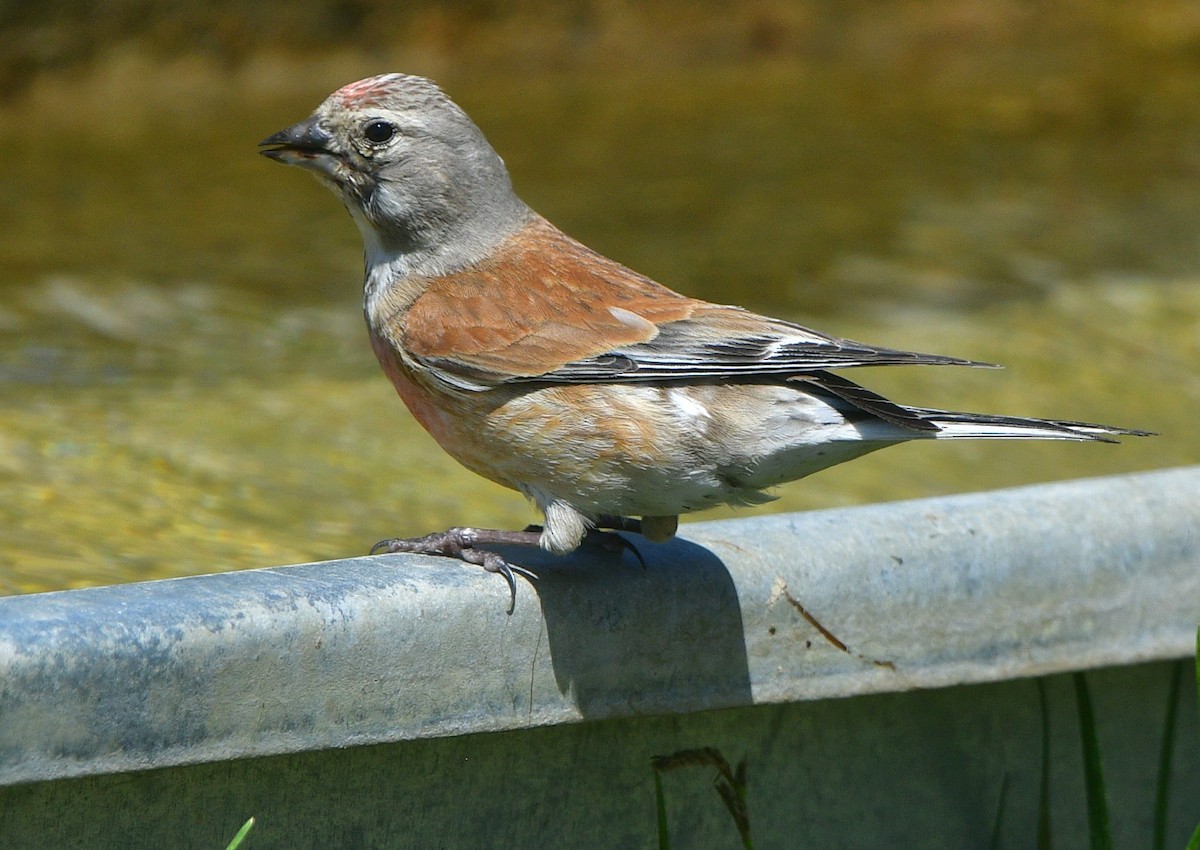 赤胸朱頂雀 - ML641540747