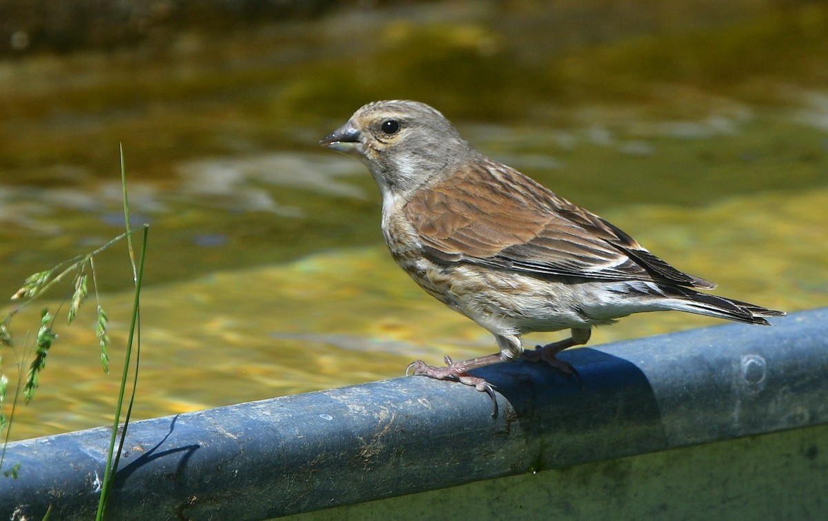 赤胸朱頂雀 - ML641540748