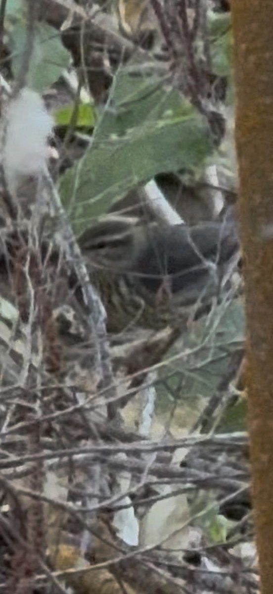 lesňáček olšový - ML641540803