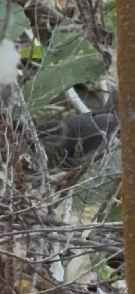 lesňáček olšový - ML641540804