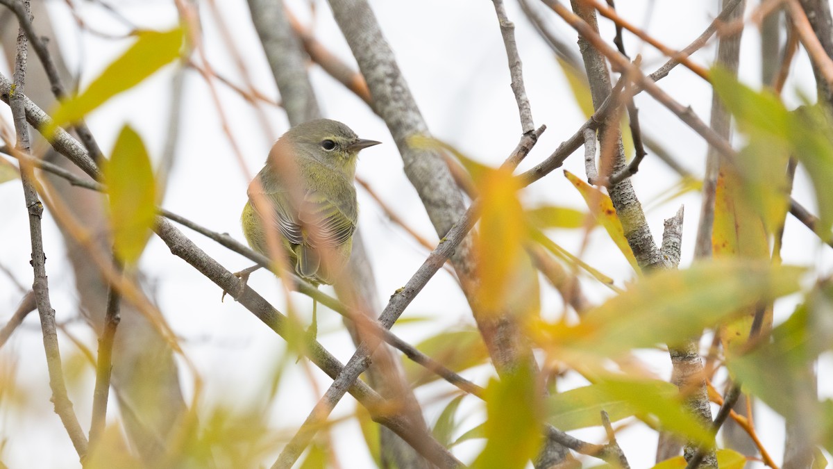Orange-crowned Warbler - ML641540805