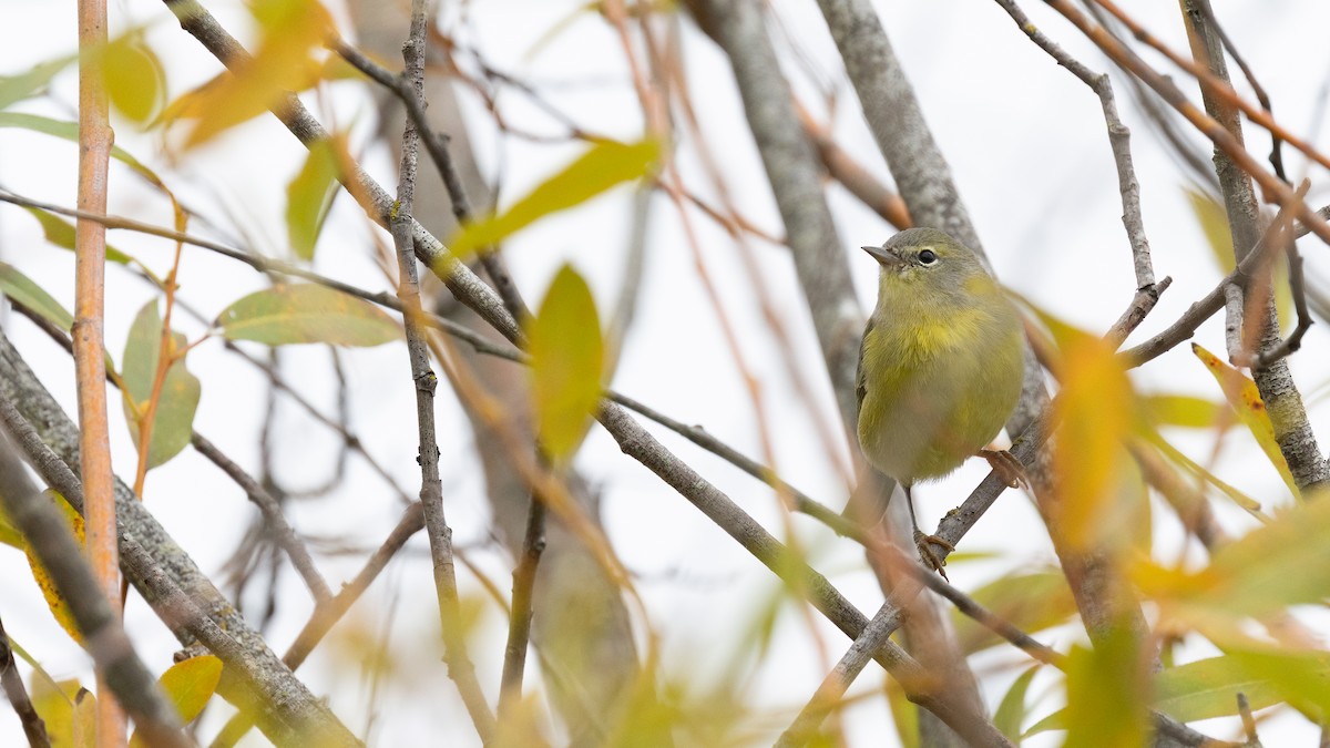 Orange-crowned Warbler - ML641540806