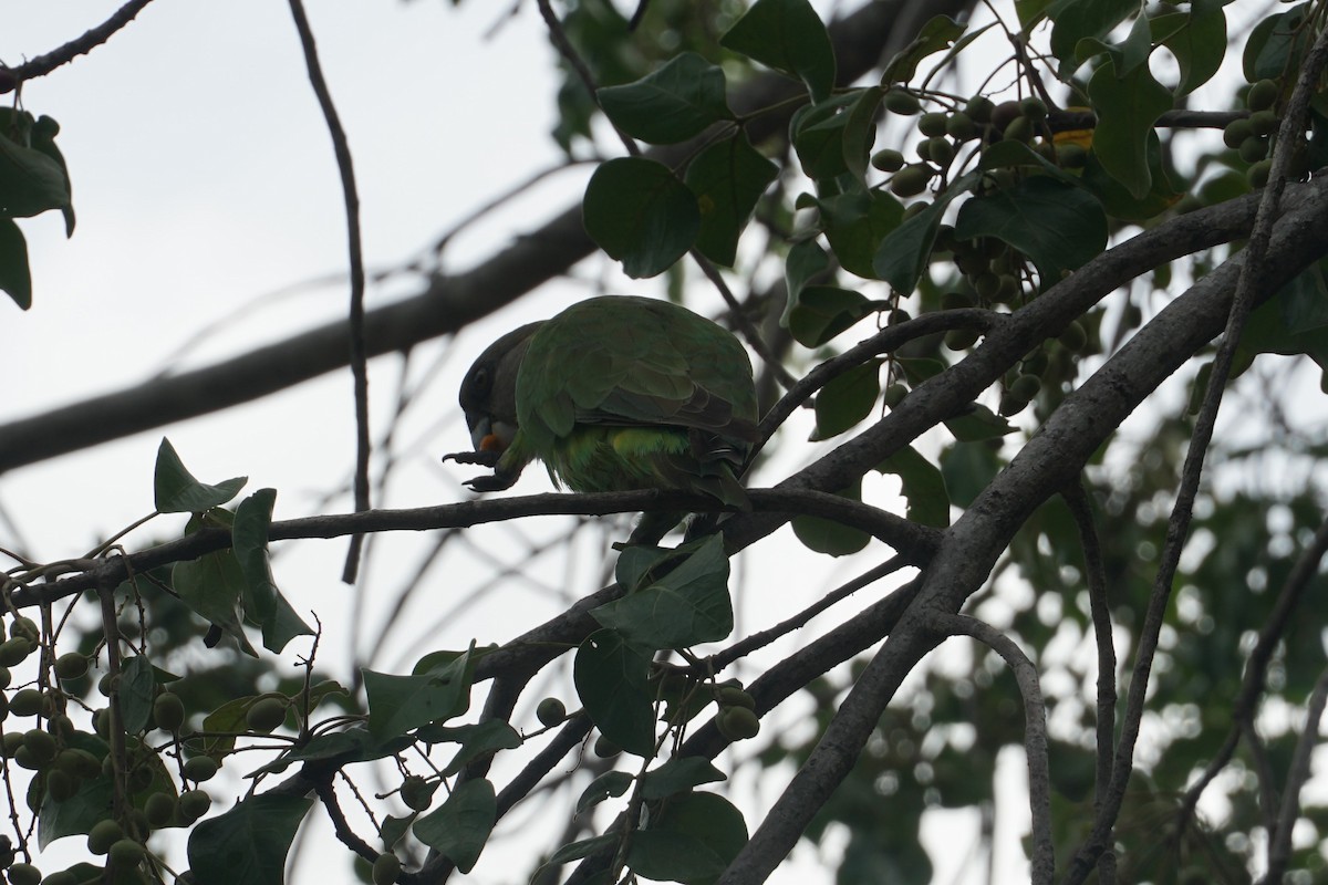 Brown-headed Parrot - ML641540809