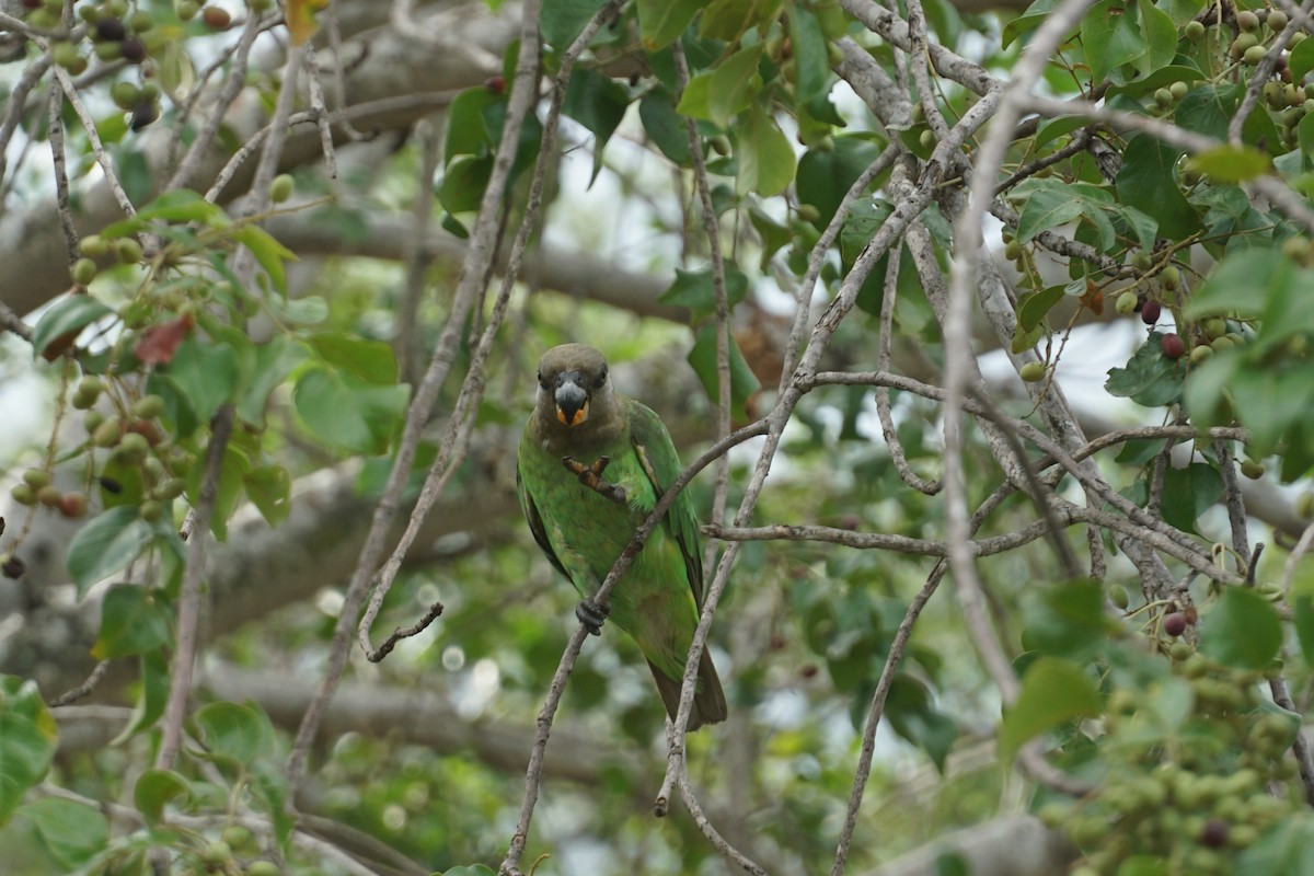 Brown-headed Parrot - ML641540810