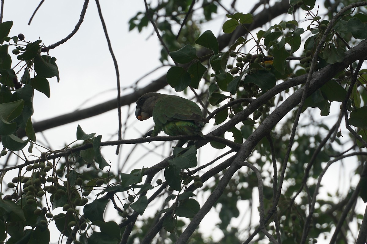 Brown-headed Parrot - ML641540811
