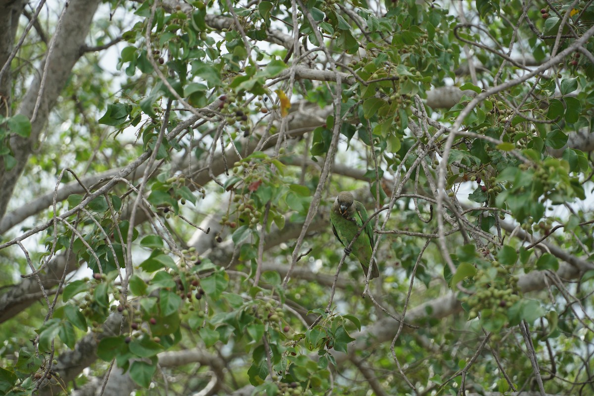 Brown-headed Parrot - ML641540820