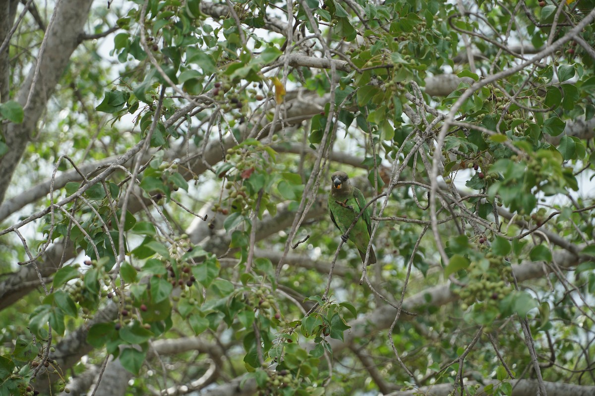Brown-headed Parrot - ML641540822