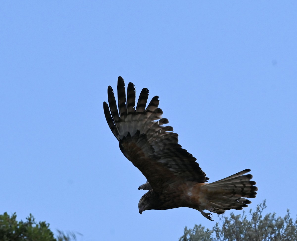Square-tailed Kite - ML641540823