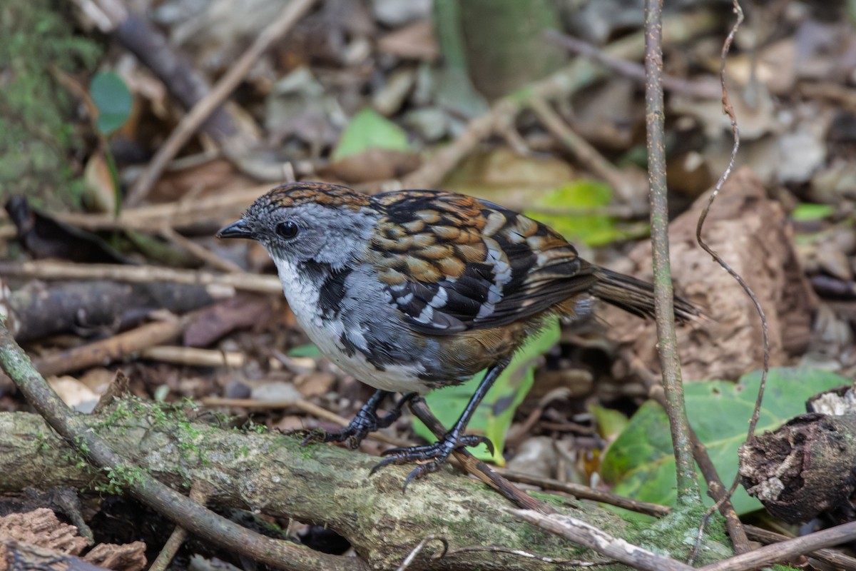 kosík ostrocasý - ML641540924