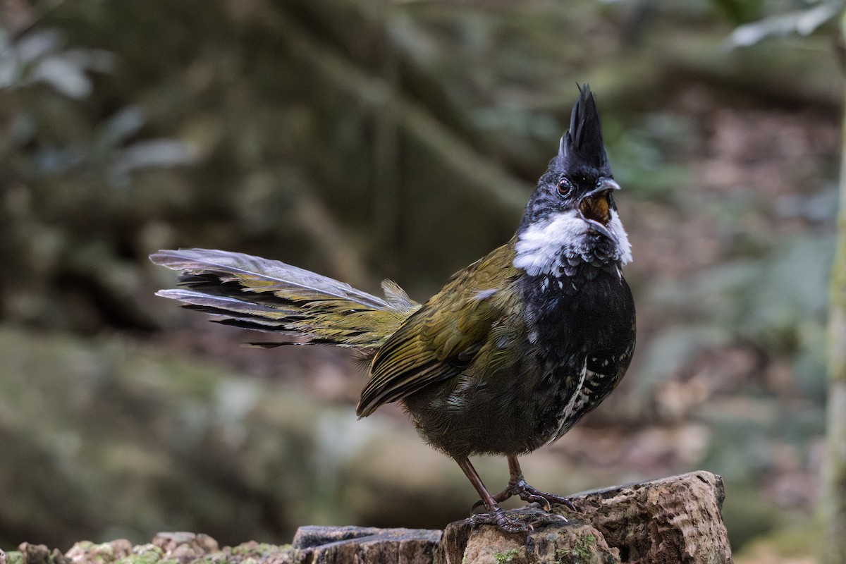 kosovec zvučnohlasý - ML641540944