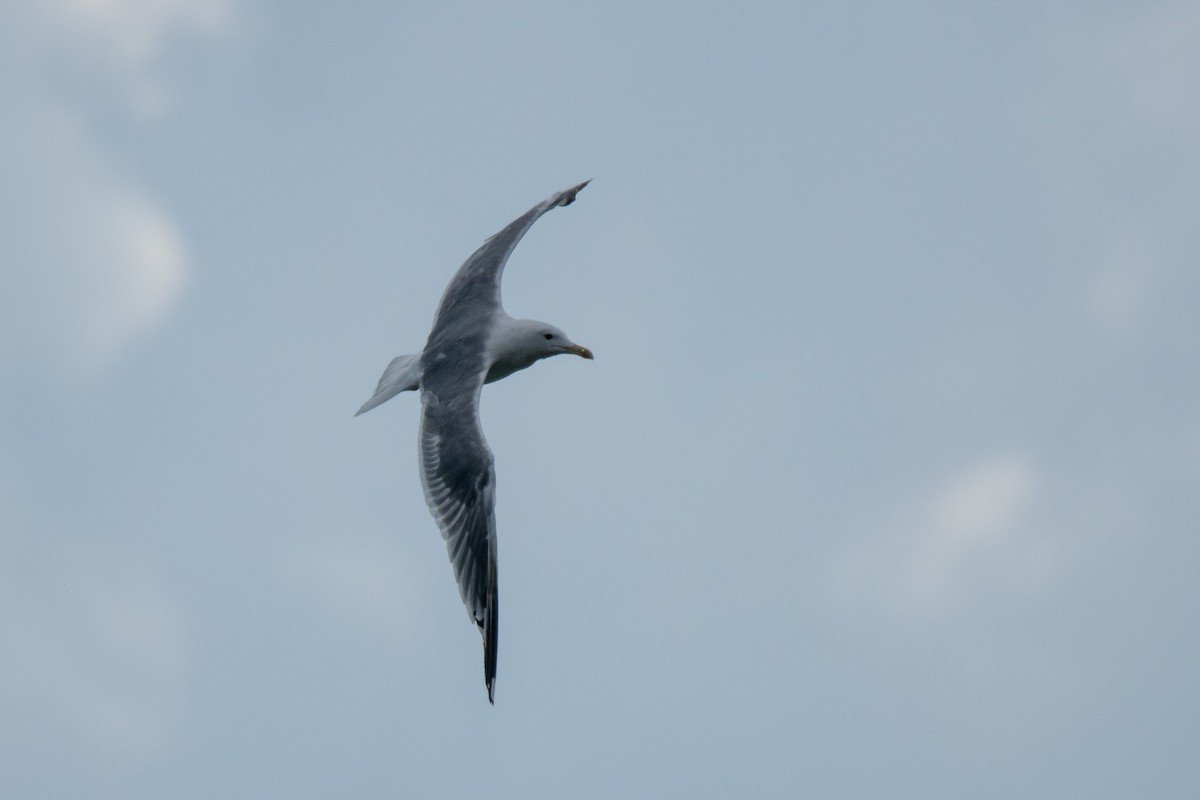 Common Gull - ML641540964
