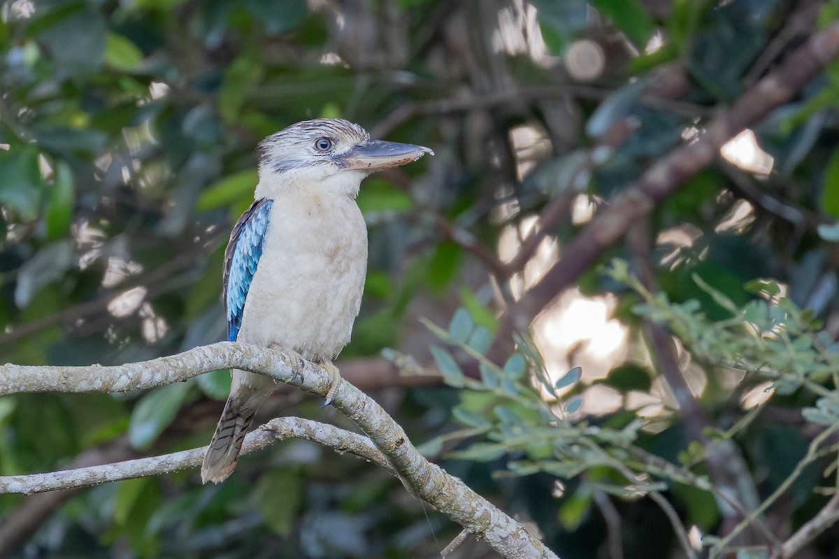Blue-winged Kookaburra - ML641540975