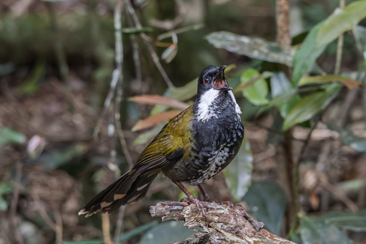 kosovec zvučnohlasý - ML641540979