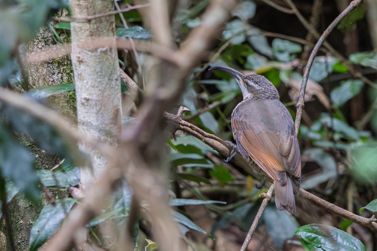 rajka skvostná - ML641540982