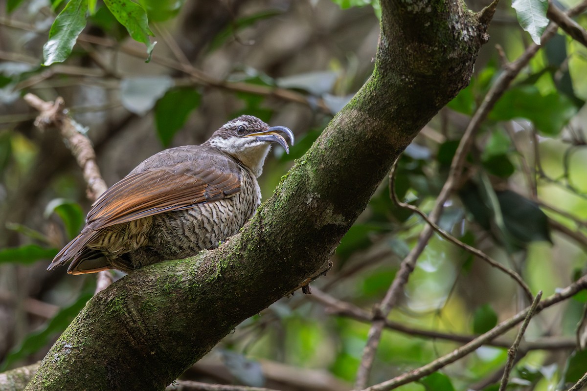 rajka skvostná - ML641540983