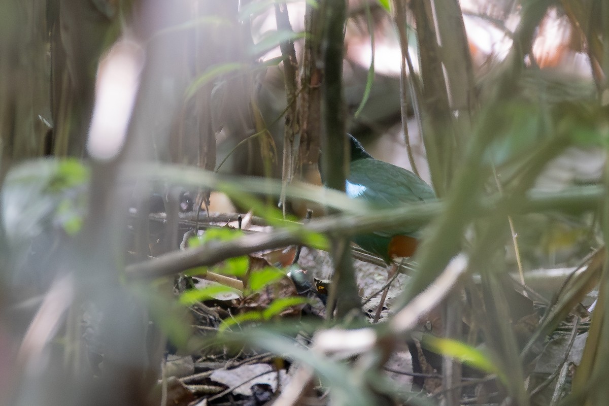 Eastern Hooded Pitta (Papuan) - ML641540993