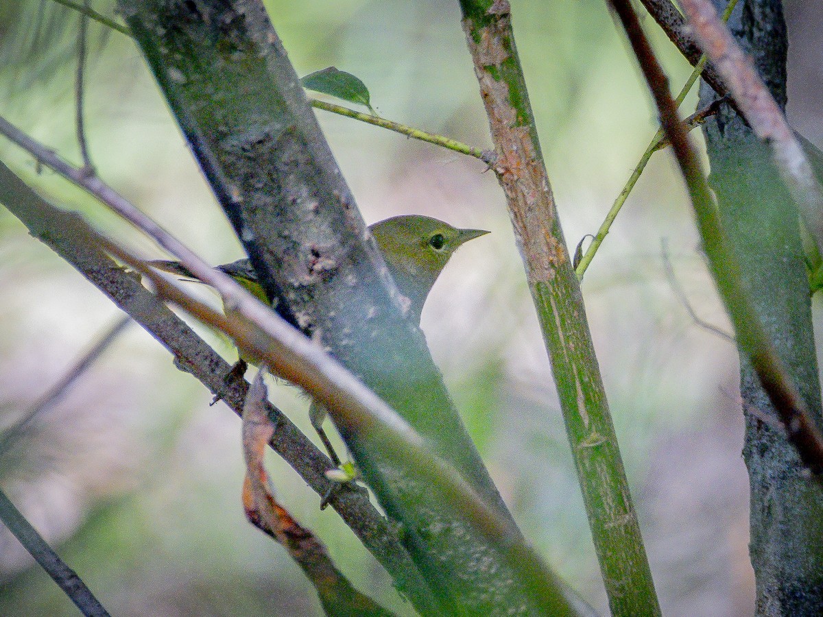 Orange-crowned Warbler - ML641541026