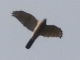 Brown Goshawk - ML641541033