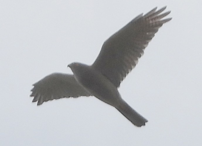 Brown Goshawk - ML641541034