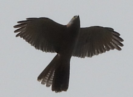Brown Goshawk - ML641541035