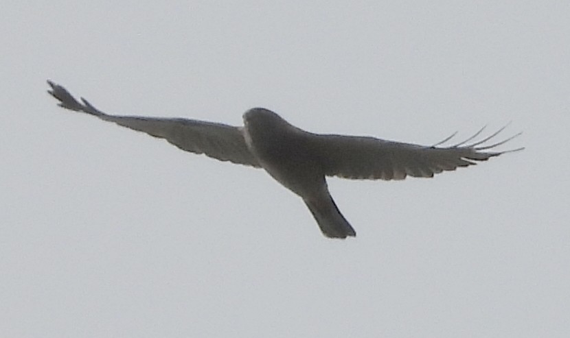 Brown Goshawk - ML641541036