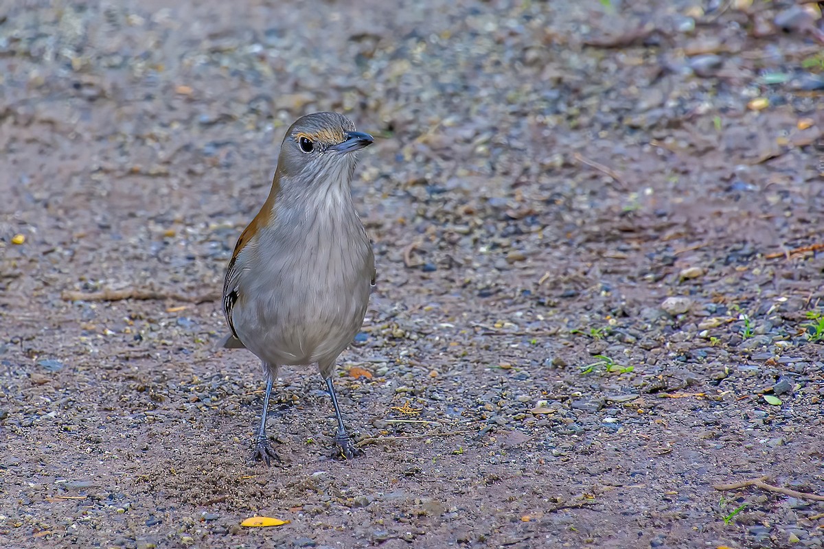Gray Shrikethrush - ML641541037