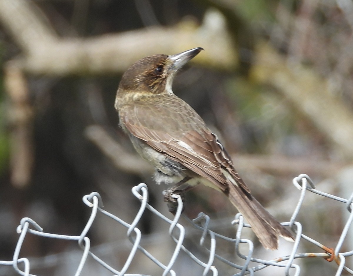 Gray Butcherbird - ML641541039