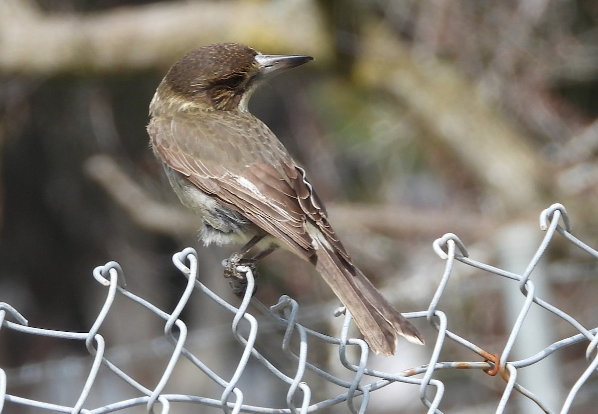 Gray Butcherbird - ML641541040