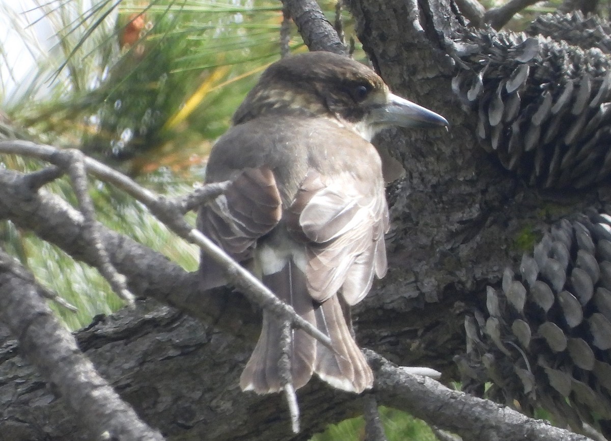 Gray Butcherbird - ML641541041