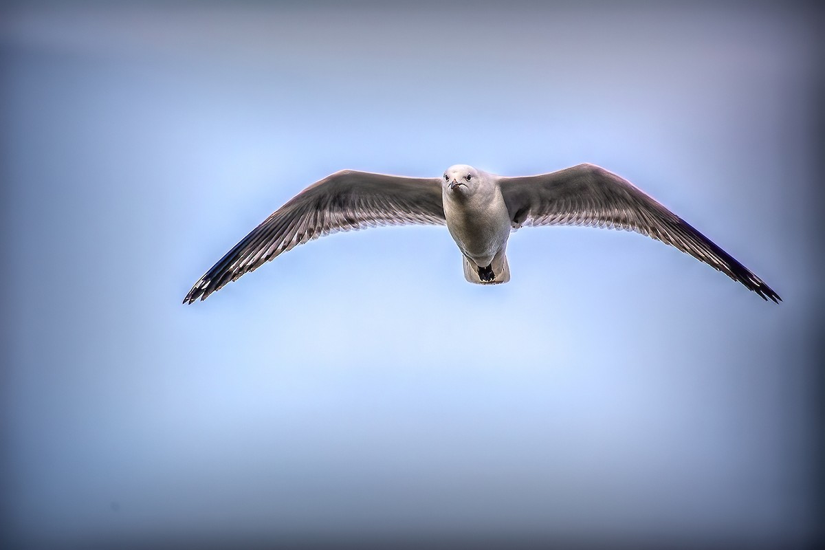 Mouette argentée - ML641541046